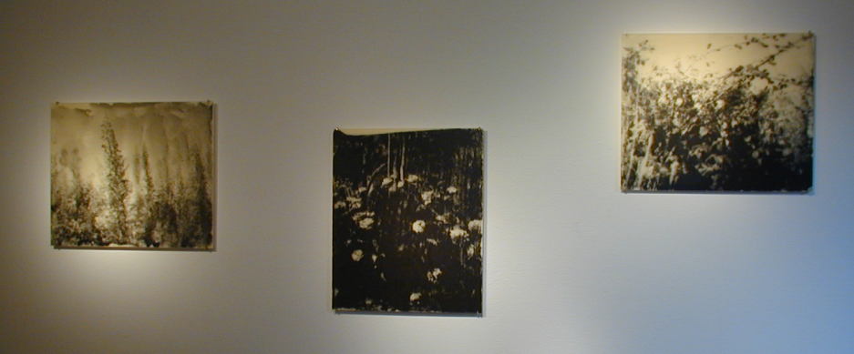 Katrin Nalop
